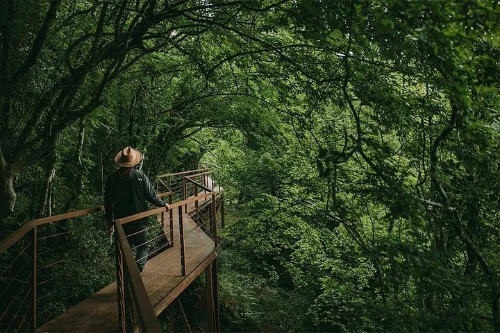 Personne marchant sur un sentier en bois à travers une forêt luxuriante